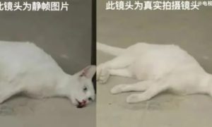 当家主母中的猫是真的死了吗 它是被毒死的吗